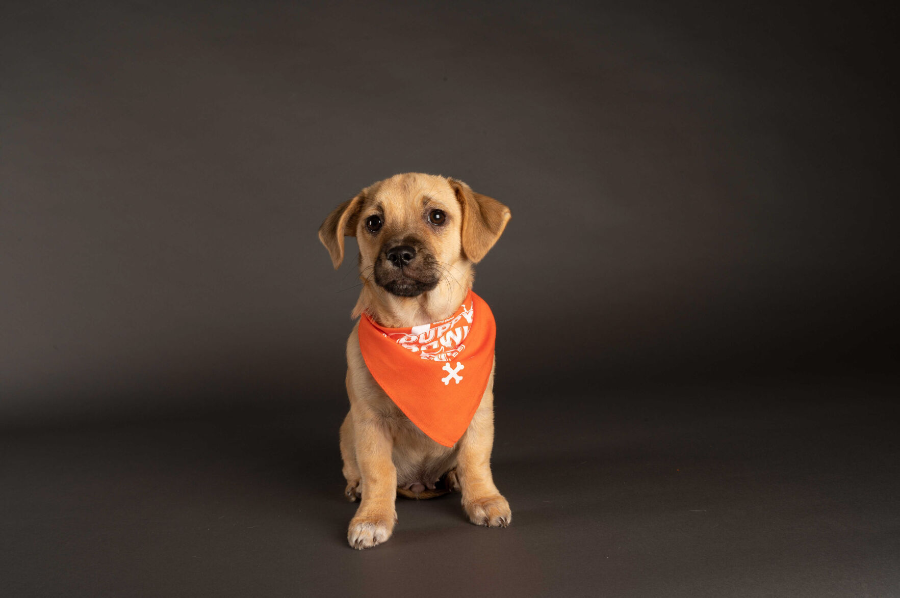 PUPPY BOWL XVII